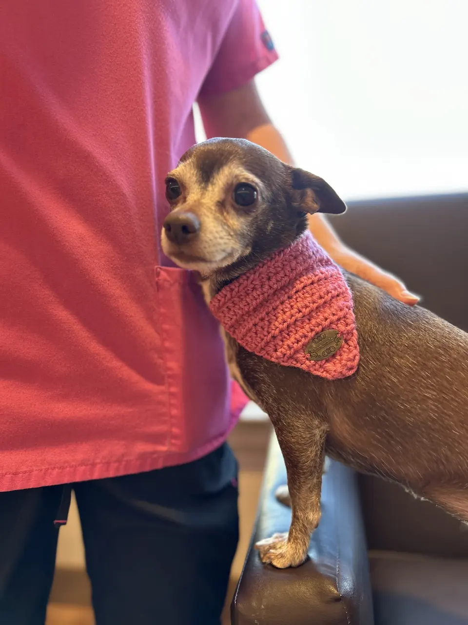 Dog Bandana, Coral
