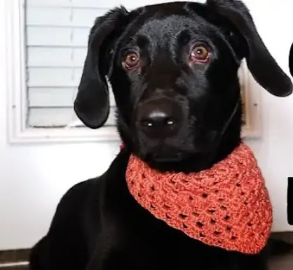 Dog Bandana, Coral Open Stitch
