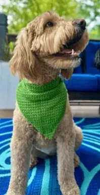 Dog Bandana, Green