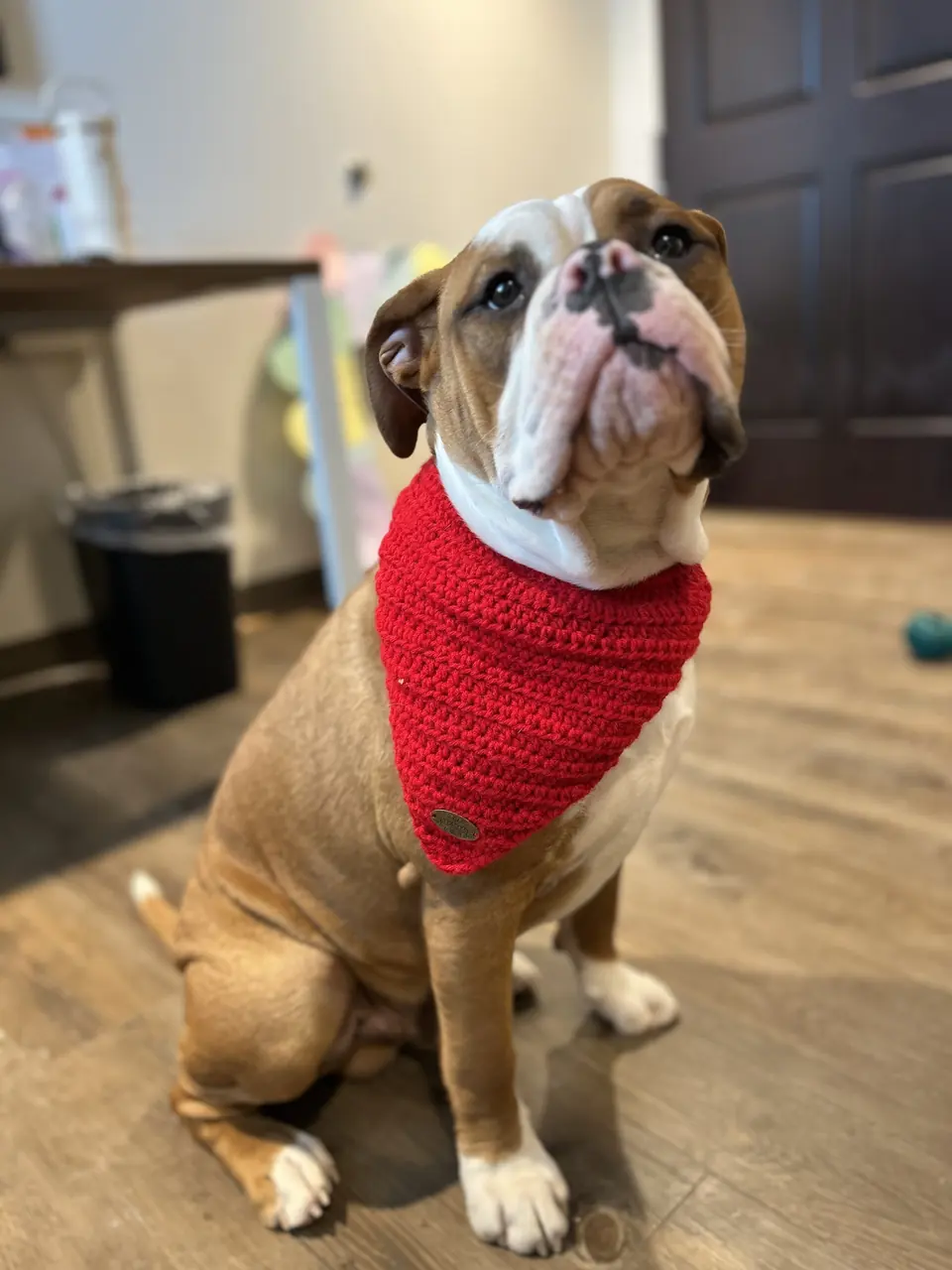 Pet Clothing